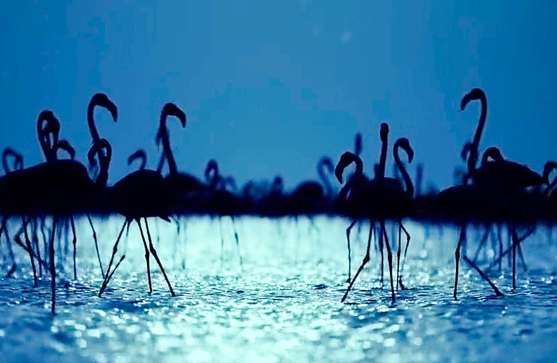 Flamencos en la Noche - Sandra Pamater